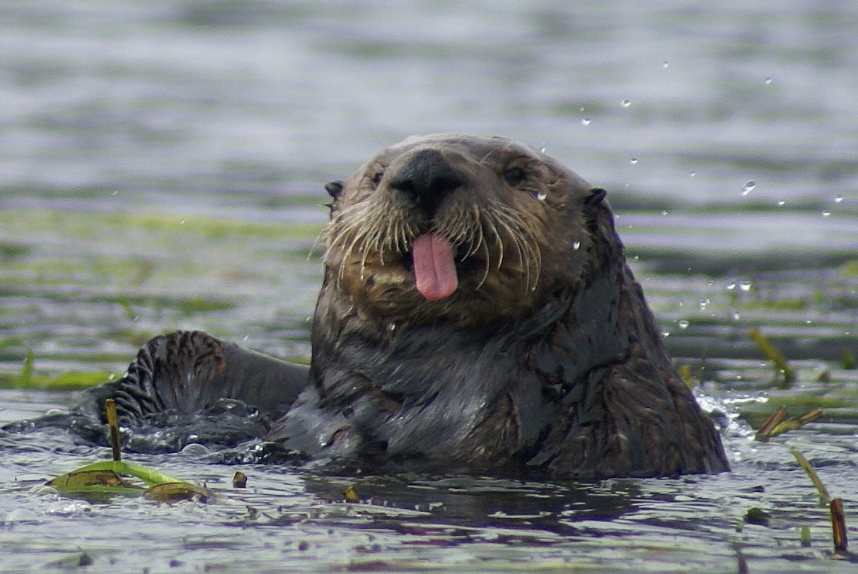 Threats to a Clever Species (image credits: wikimedia)