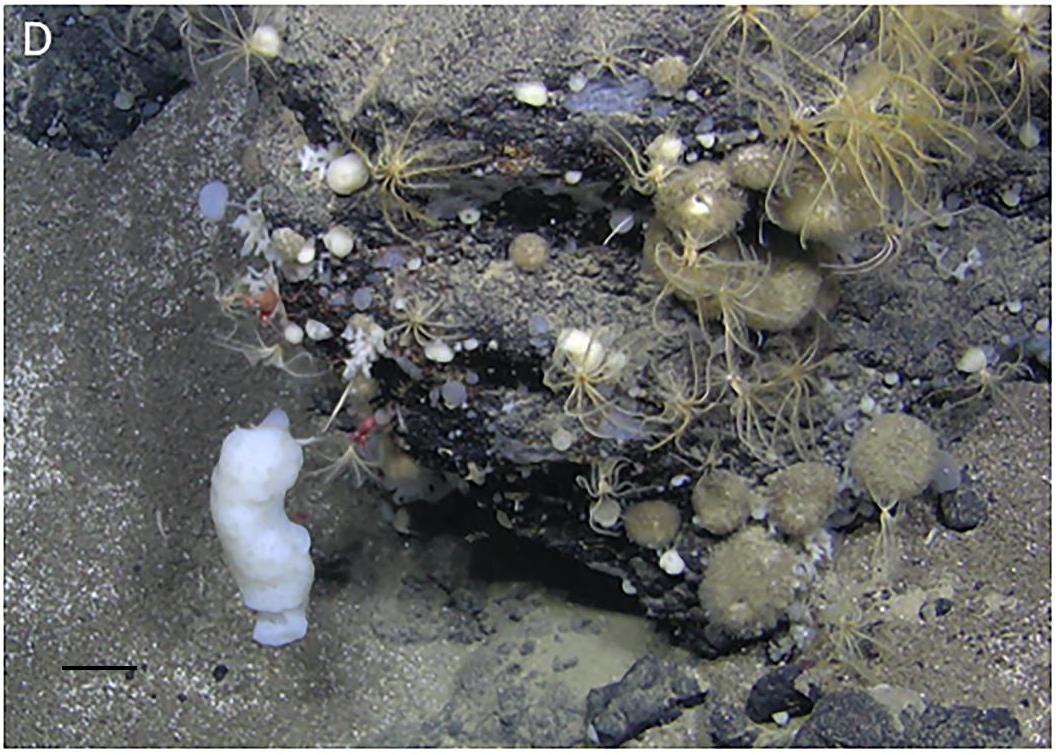 What Is Deep-Sea Mining? (image credits: wikimedia)