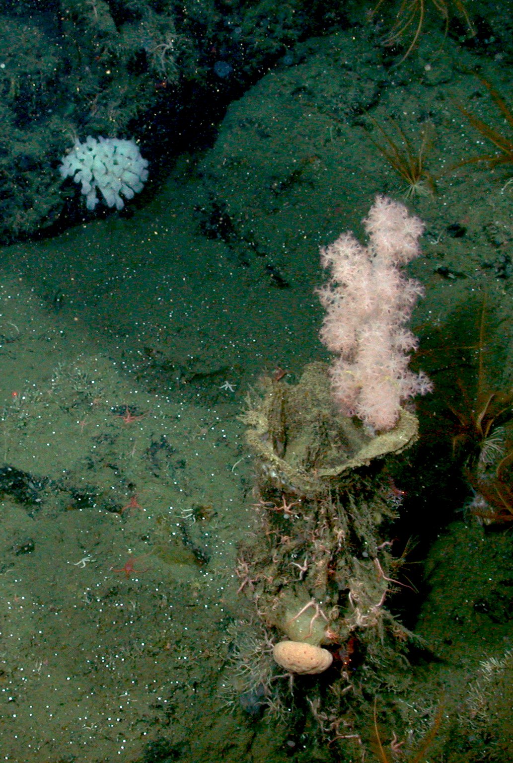 The Human Connection to the Deep (image credits: wikimedia)