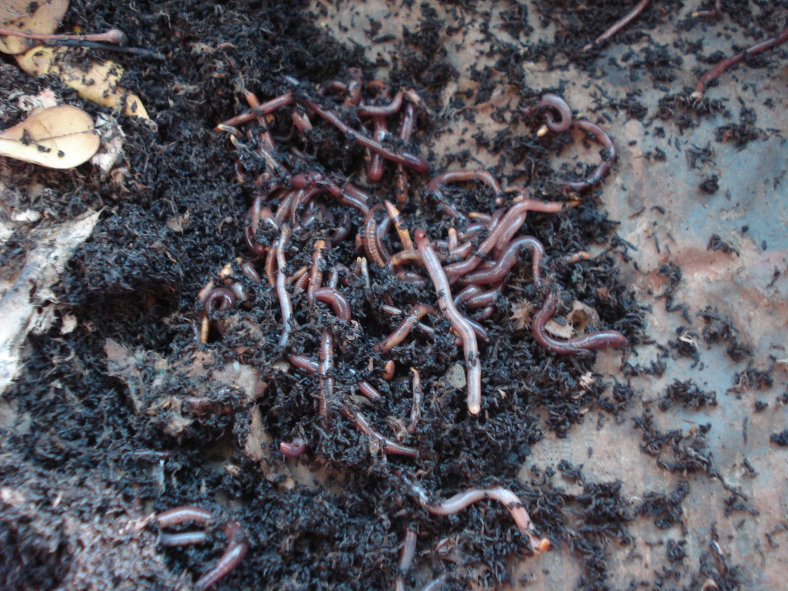 Turning Waste into Treasure: The Art of Vermicomposting (image credits: wikimedia)