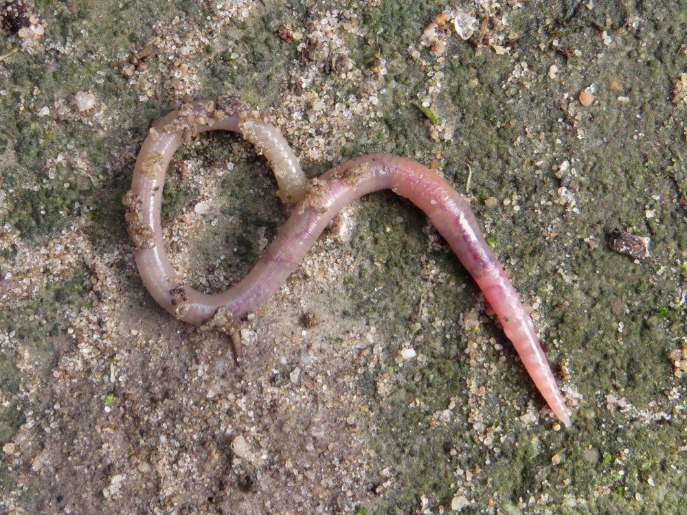 Defenders Against Soil Erosion (image credits: wikimedia)