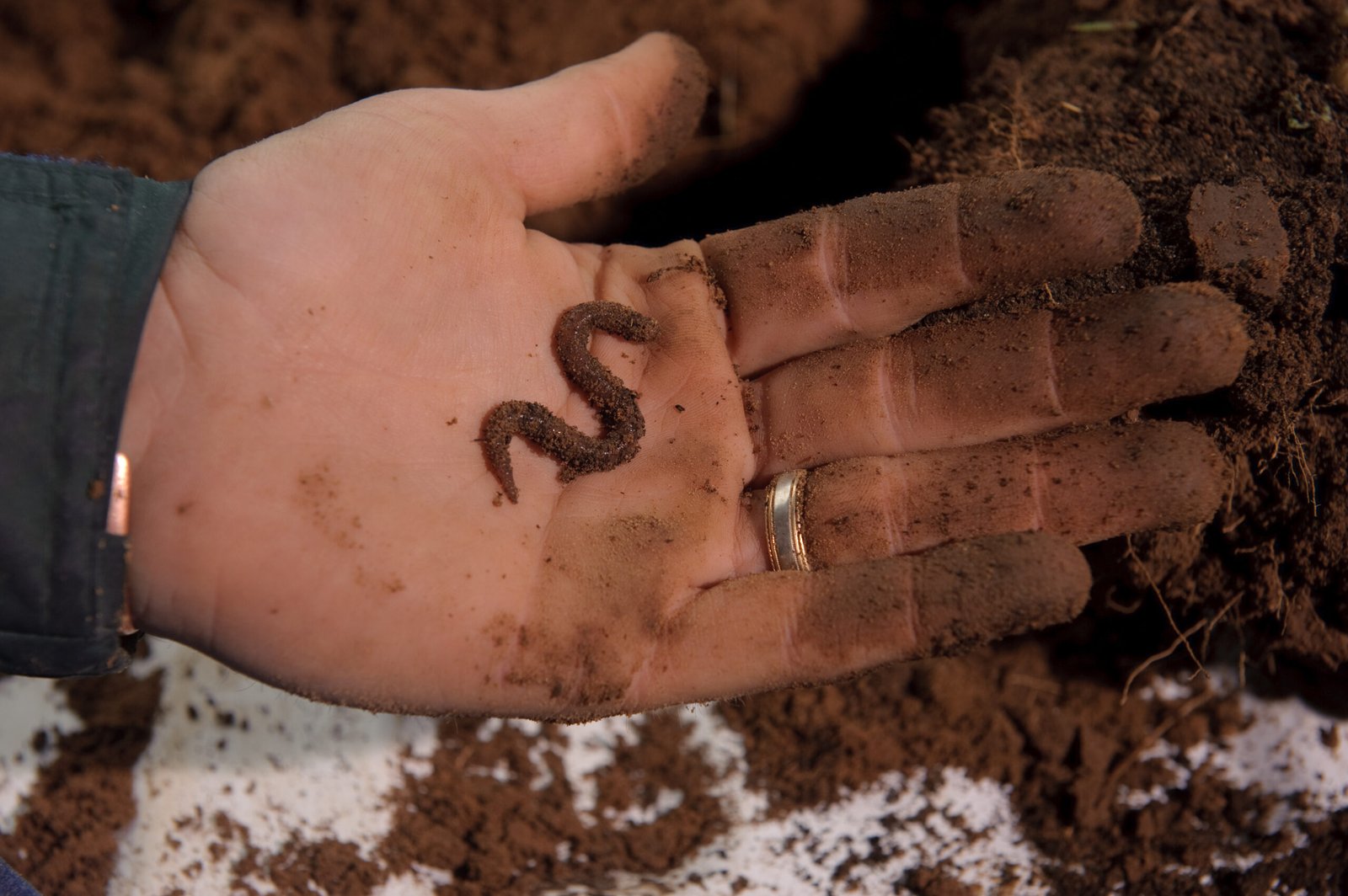 Indicators of Soil Health (image credits: wikimedia)