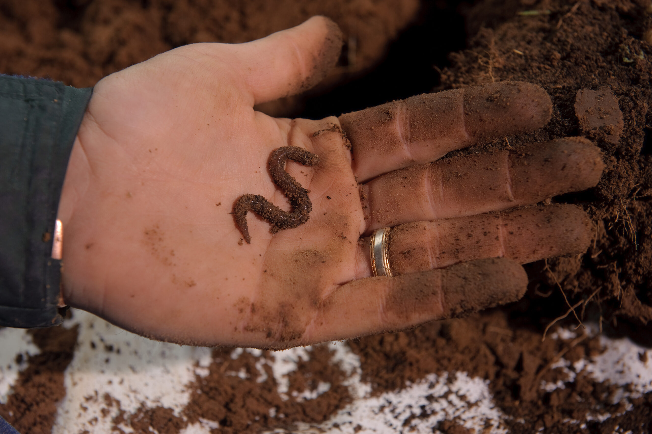How Earthworms Quietly Shape the Soil Beneath Our Feet