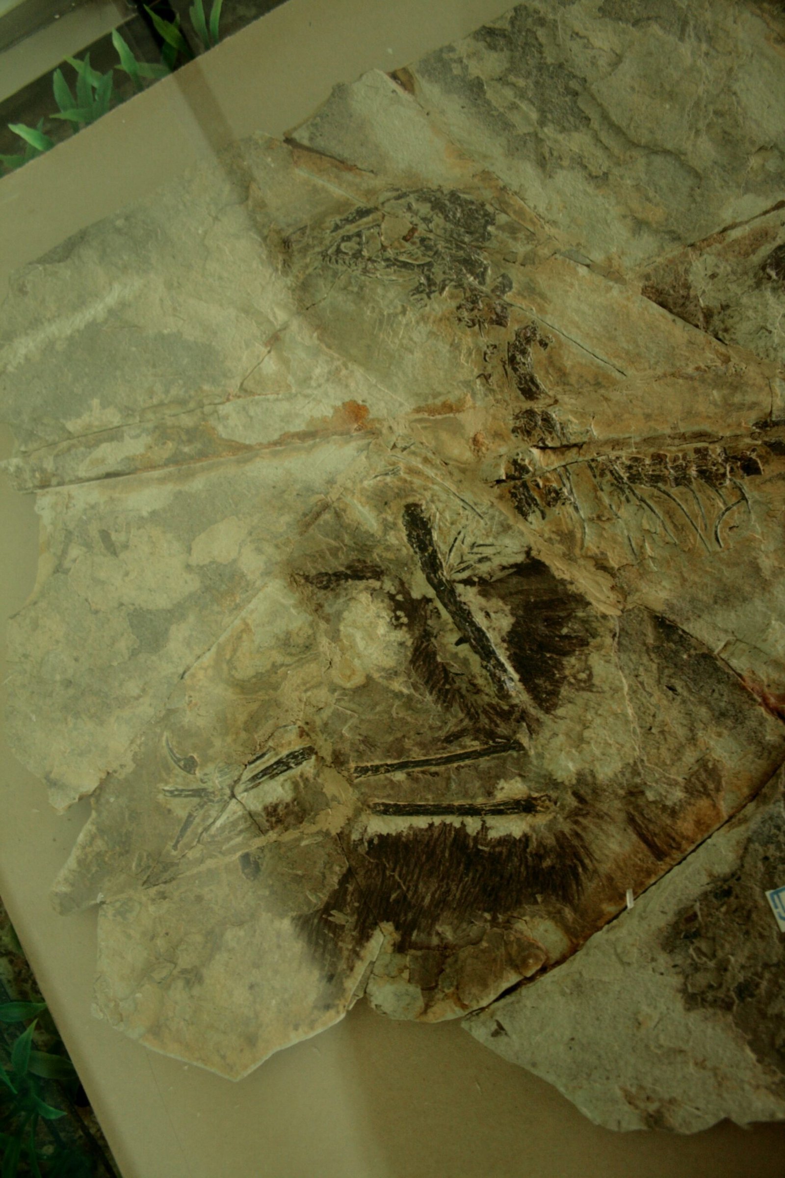 Why Feathered Dinosaurs Matter Today (image credits: wikimedia)