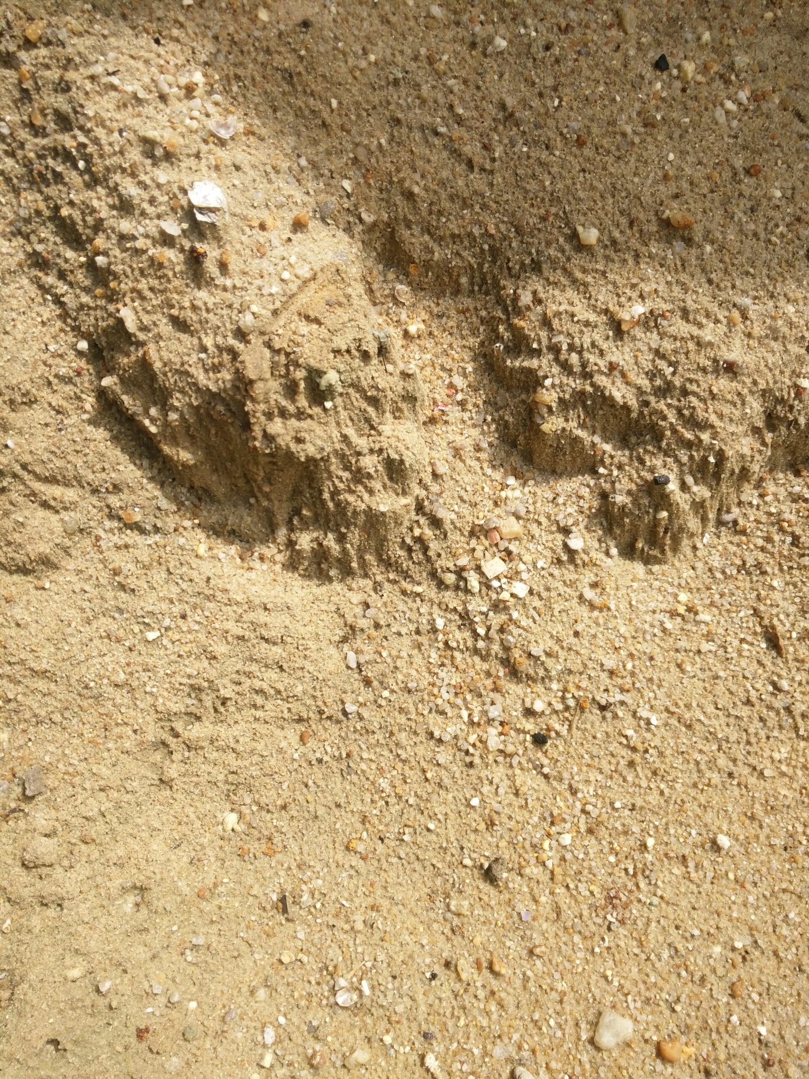 The Sandy Secrets Beneath (image credits: wikimedia)