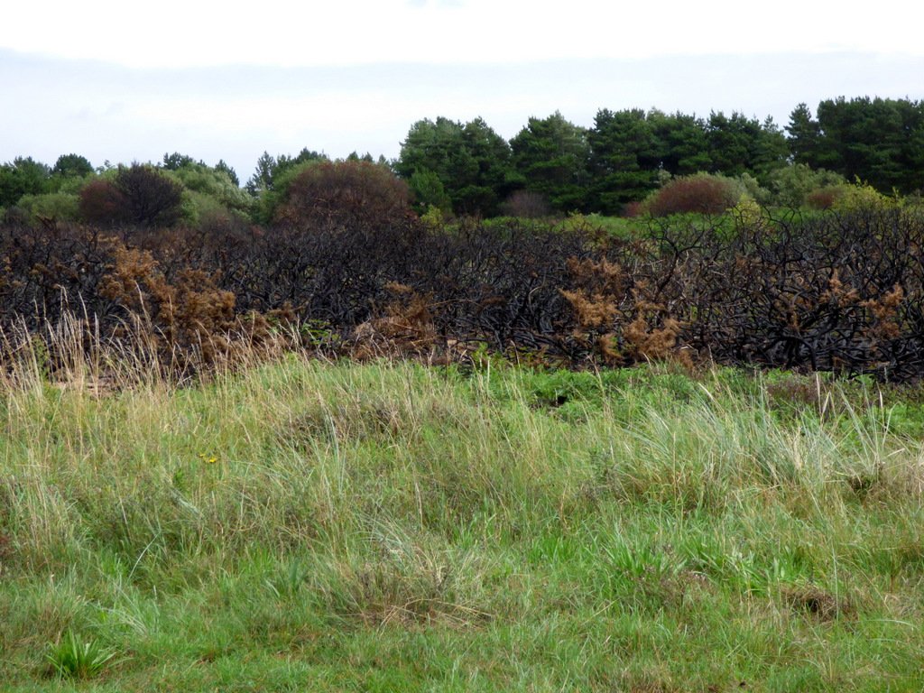 Understory Wonders: The Resilient Shrubs (image credits: wikimedia)