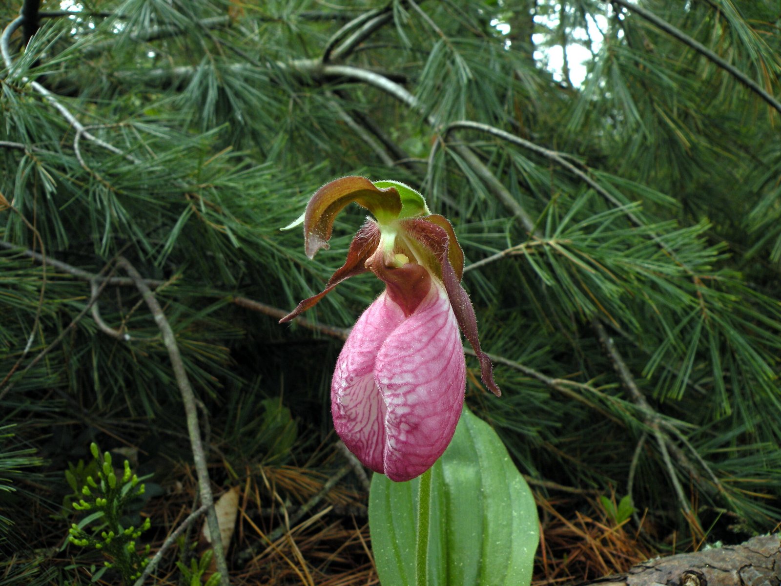 Orchids and Carnivores: Botanical Oddities (image credits: wikimedia)