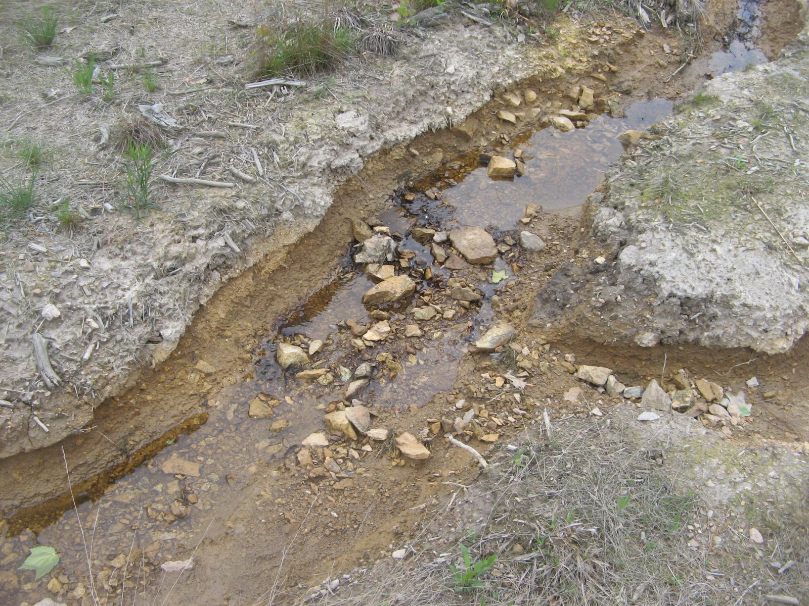 Challenges: Conservation and Threats (image credits: wikimedia)