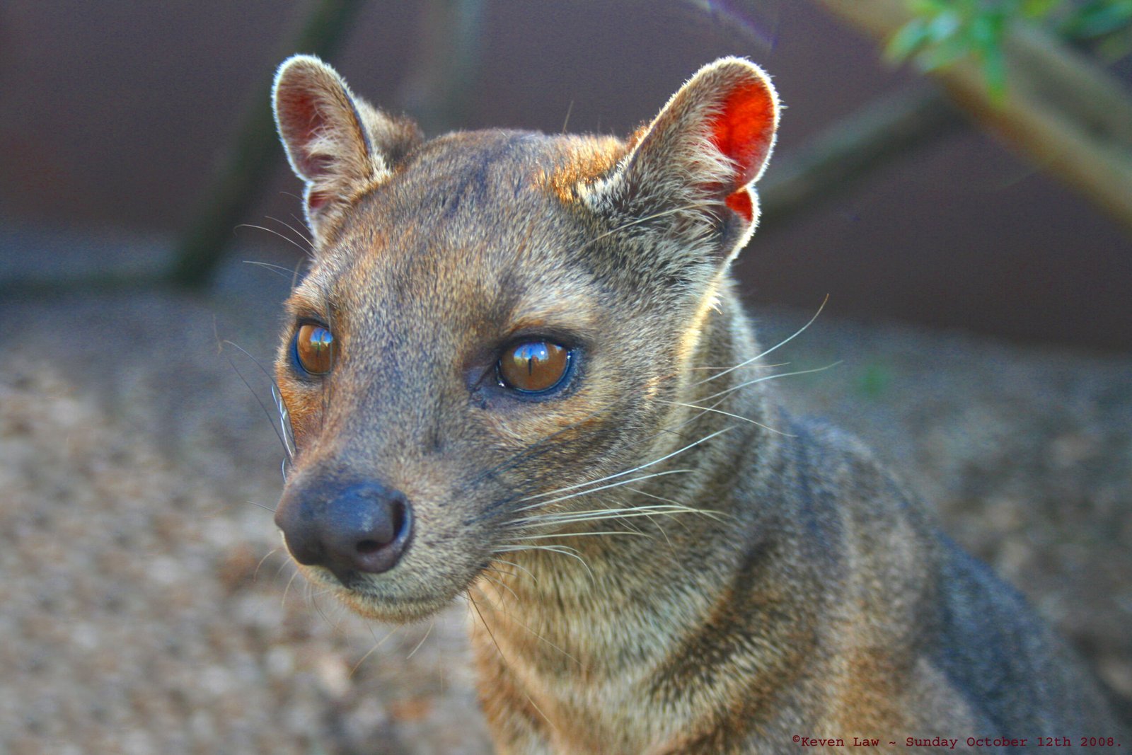 Saving Species You’ve Never Heard Of (image credits: wikimedia)