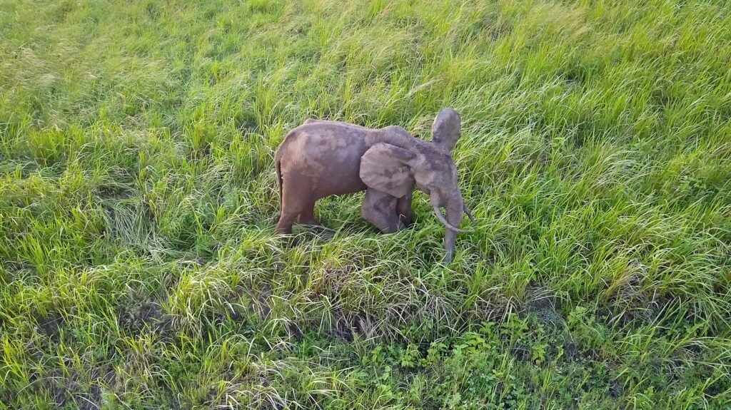 When Drones Are Used to Protect Elephants From Poachers