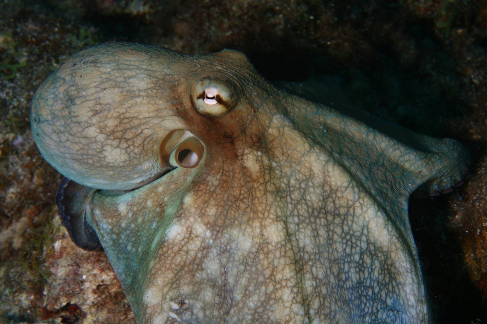 Why Three Hearts? The Octopus’ Unique Circulatory System (image credits: wikimedia)