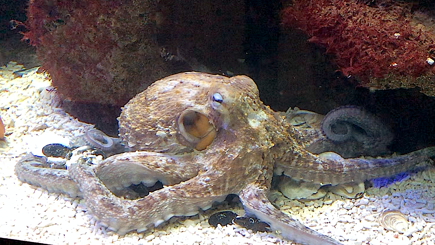 The Nine-Brained Marvel: How Octopuses Think (image credits: wikimedia)