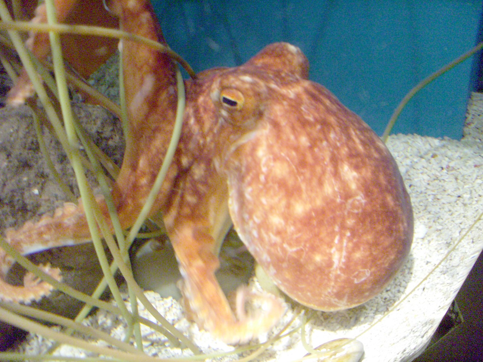 Short but Spectacular Lives (image credits: wikimedia)