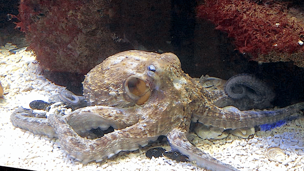 Octopuses Have Three Hearts and Nine Brains—Here’s Why