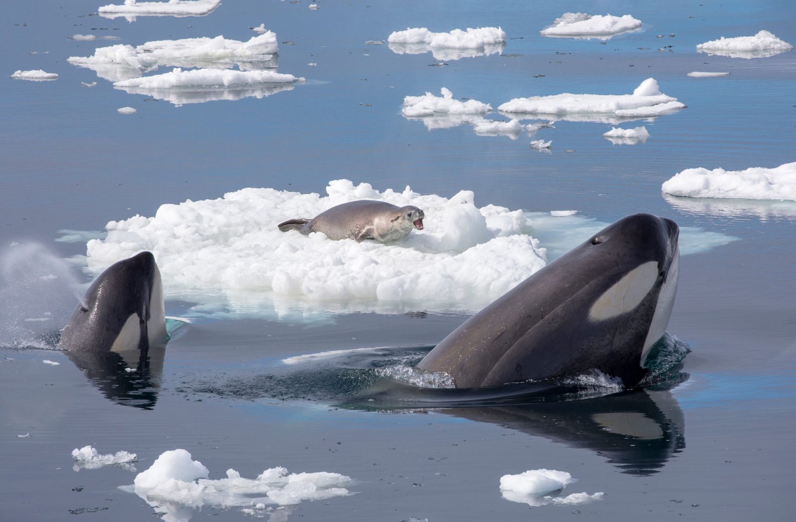 A Call to Listen (image credits: wikimedia)