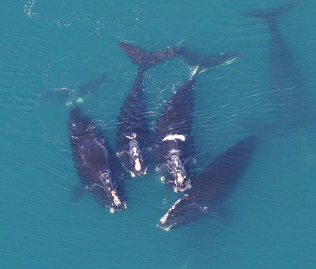 How Shipping Routes Are Changing Whale Songs
