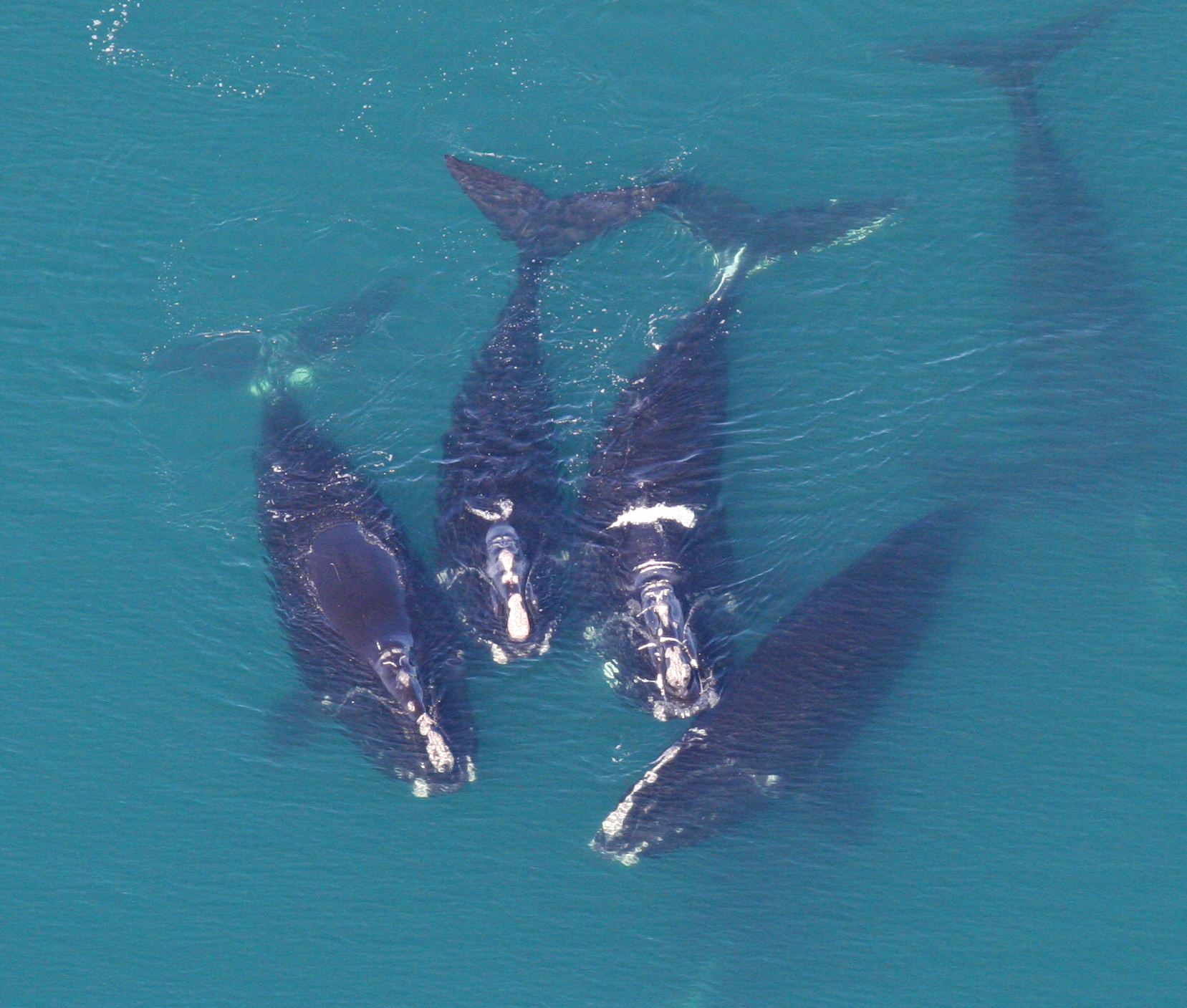 How Shipping Routes Are Changing Whale Songs