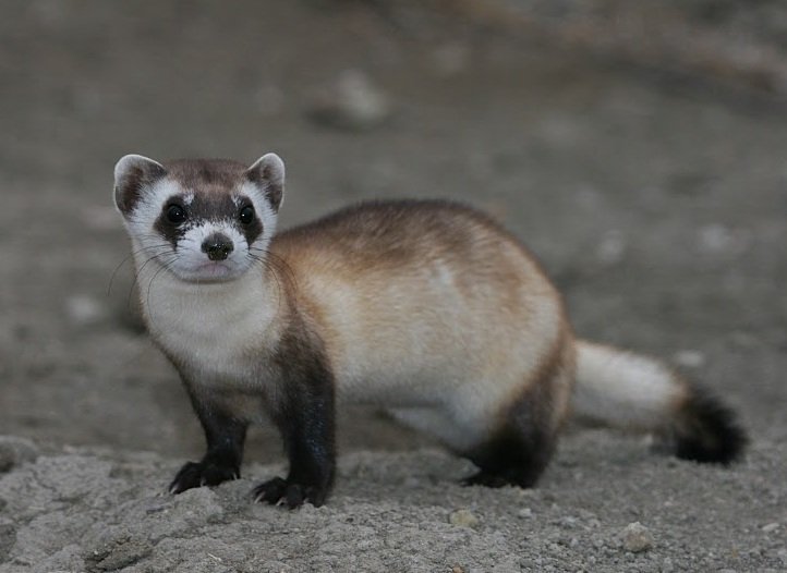 The Black-Footed Ferret: A Ghost of the Prairie (image credits: wikimedia)