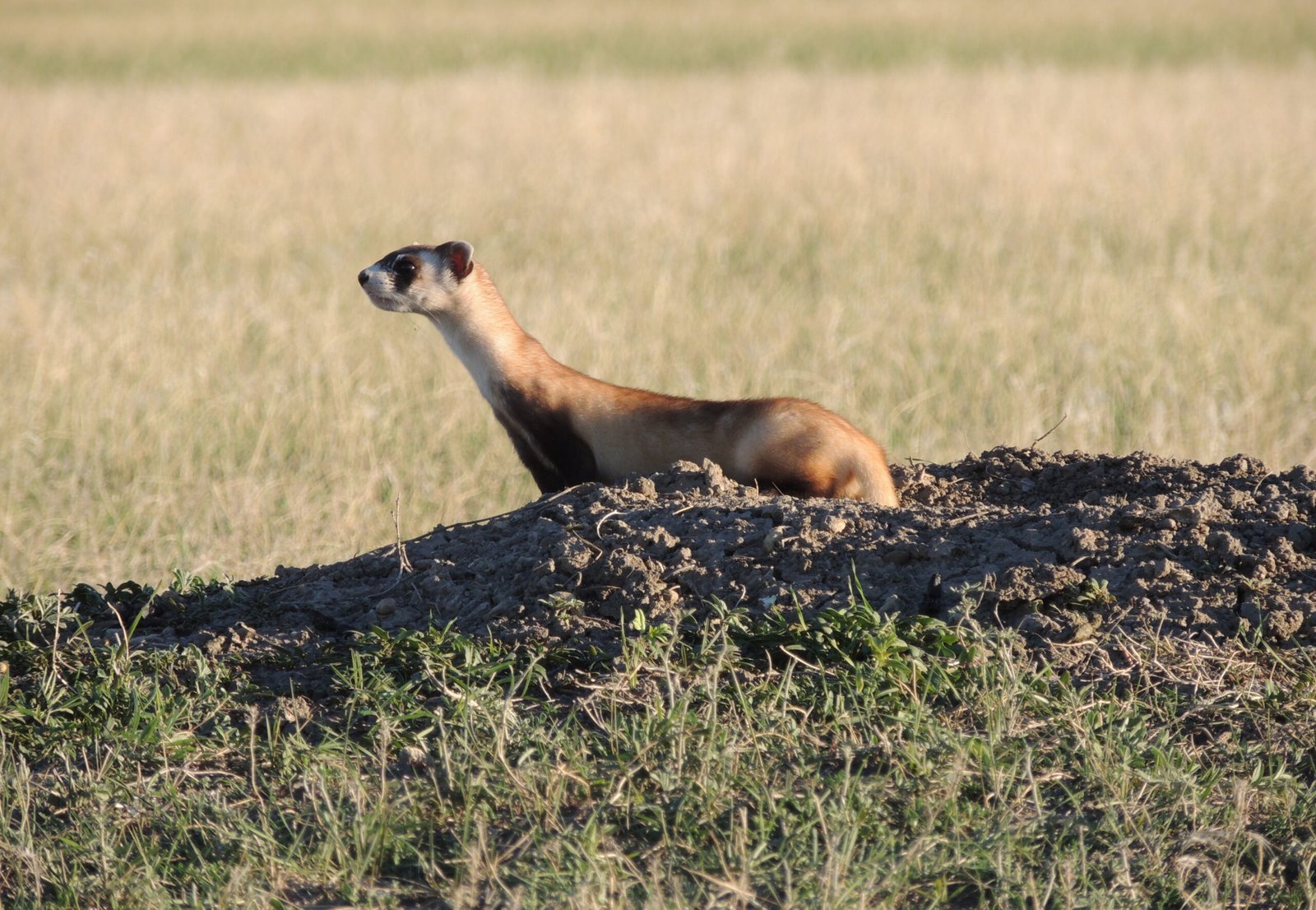 Ecological Importance: More Than Just a Ferret (image credits: wikimedia)