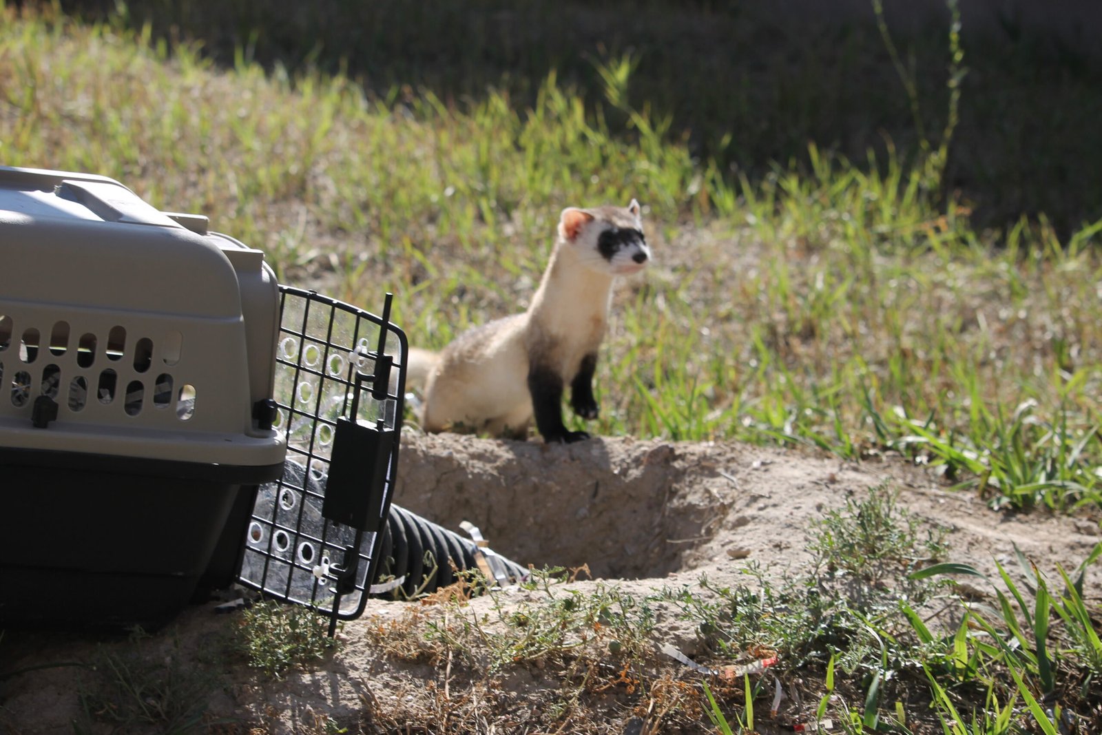 Lessons for the Future: Hope Beyond the Ferret (image credits: wikimedia)