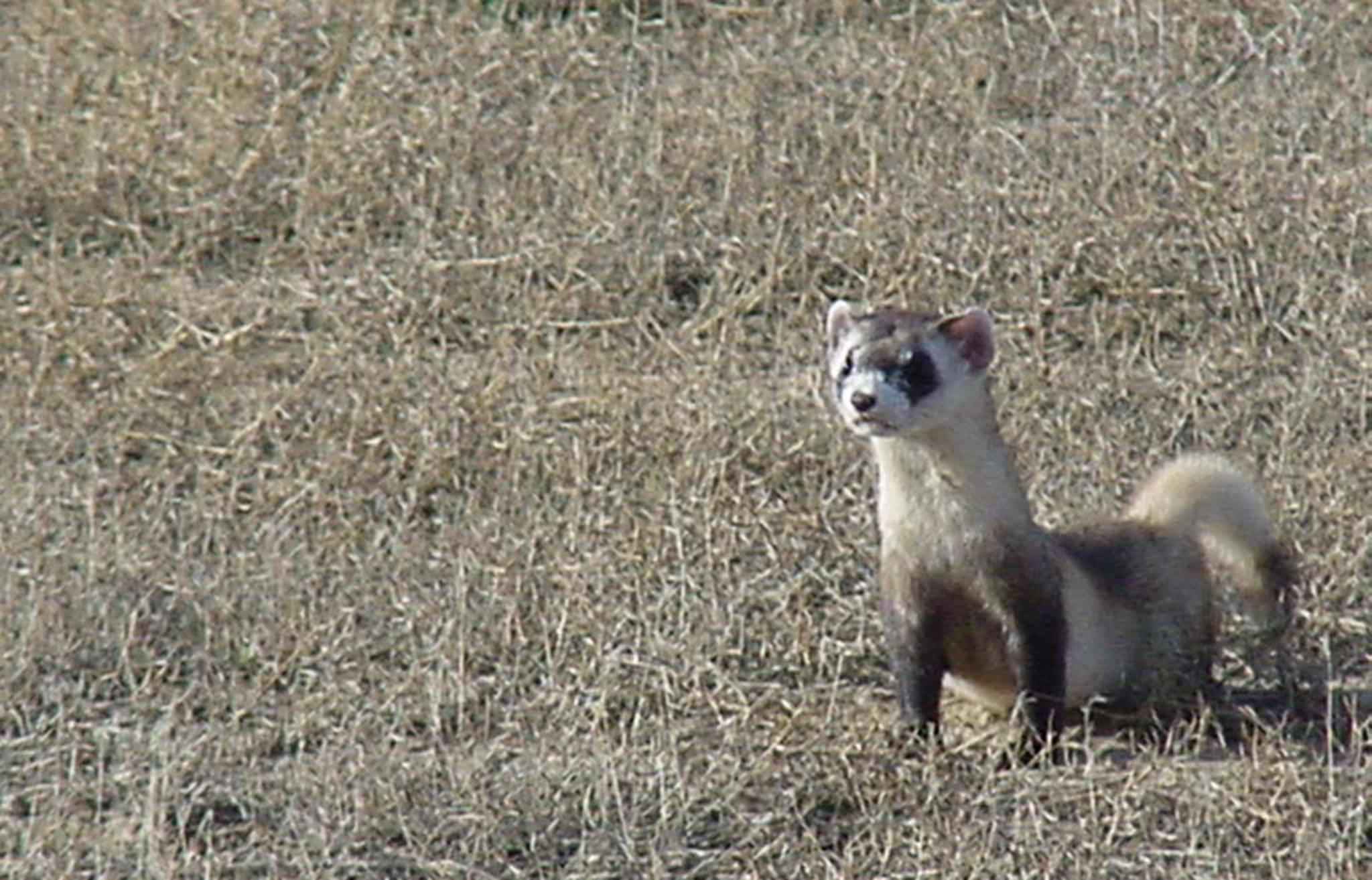 The Tale of the Black-Footed Ferret’s Return From the Brink—Thanks to Cloning