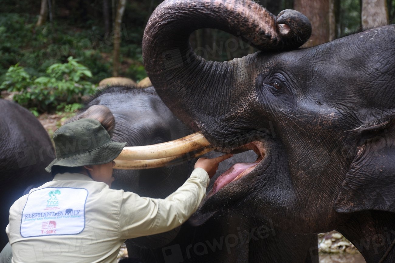 Championing Wildlife Conservation Around the Globe (image credits: rawpixel)