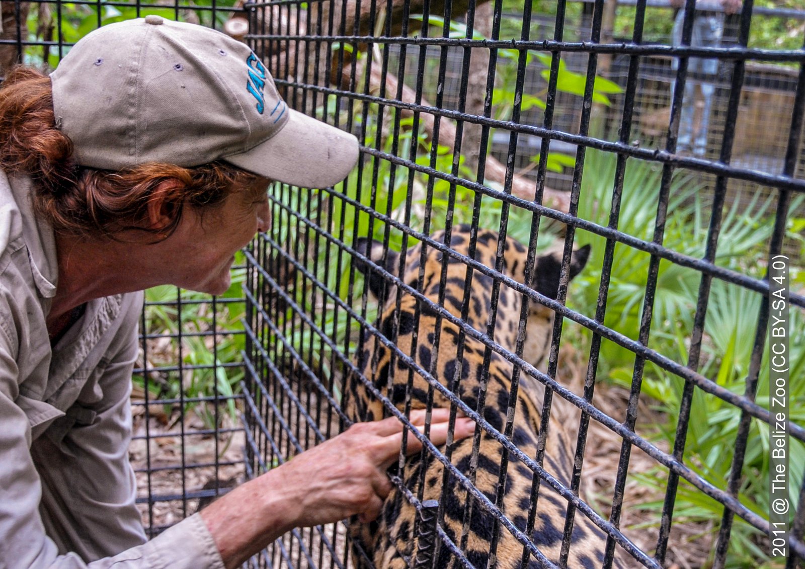 Fostering Emotional Connections Through Animal Ambassadors (image credits: wikimedia)