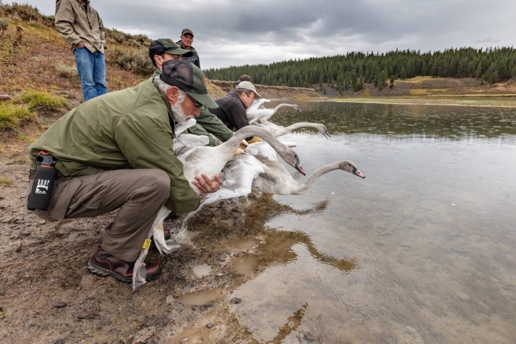 When Scientists Teach Animals Survival Skills Before Releasing Them