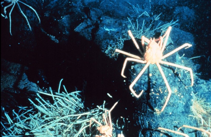 A Life Without Eating: The Symbiotic Secret (image credits: wikimedia)
