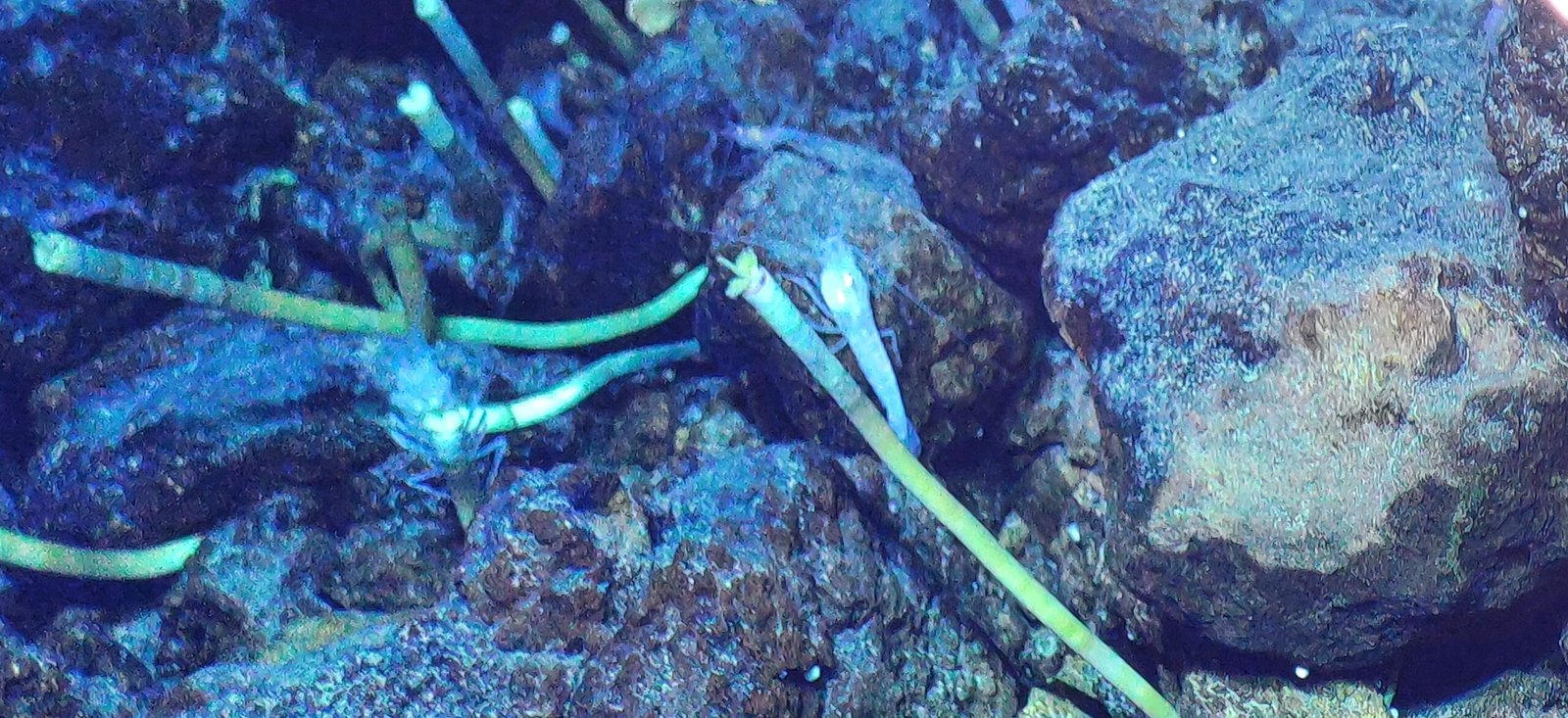 Colonies of Giants: Tubeworm Cities (image credits: wikimedia)