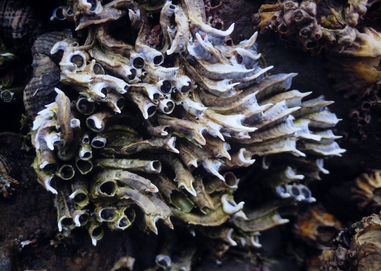 The Birth and Growth of Tubeworms (image credits: wikimedia)