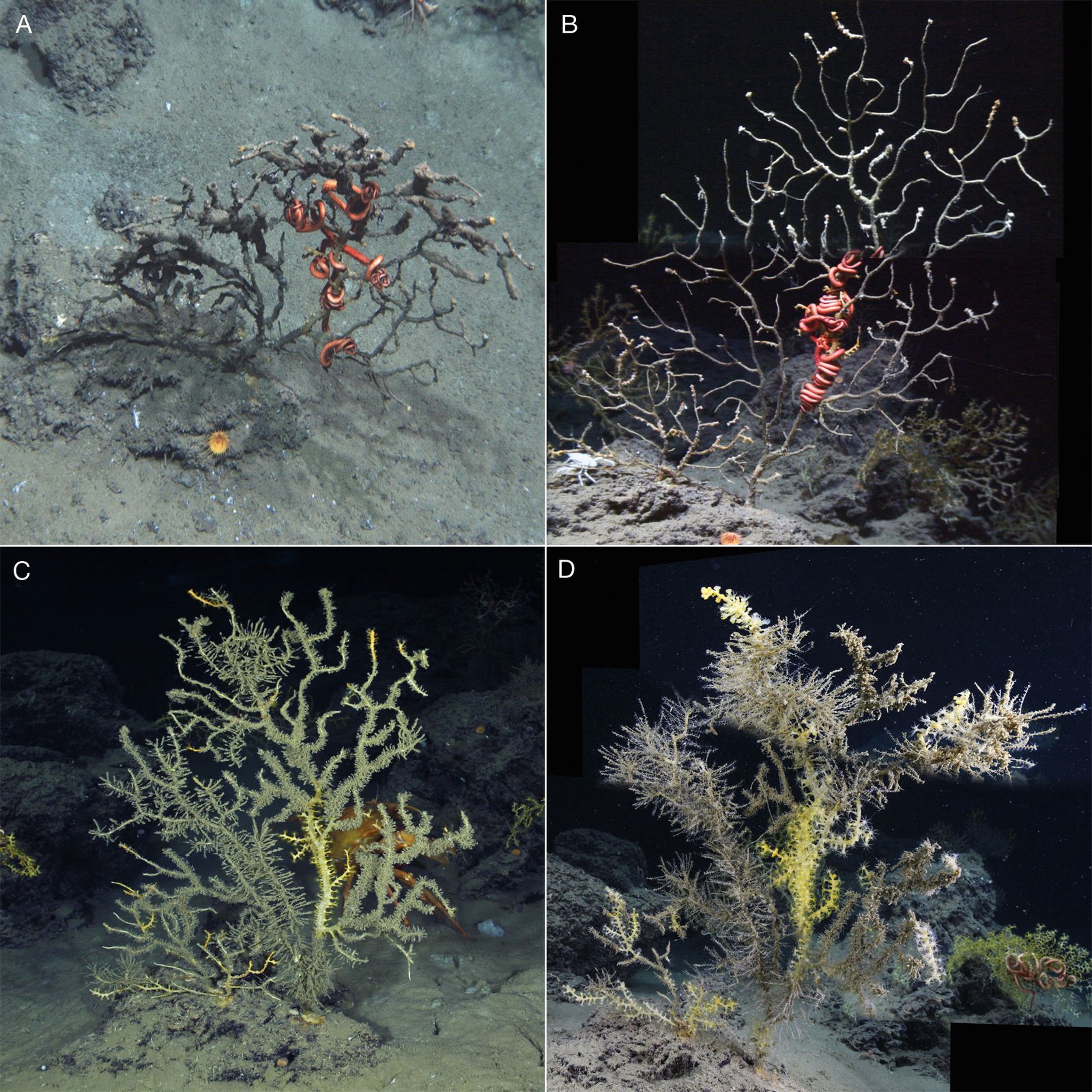Evolution’s Bold Experiment (image credits: wikimedia)