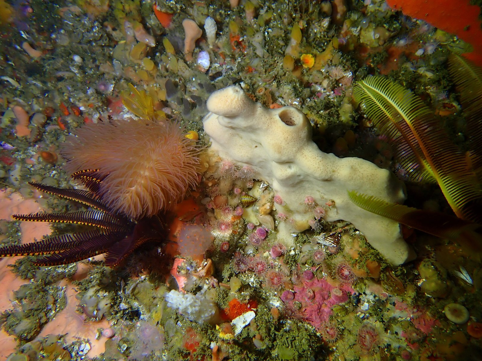Lessons From the Deep: Redefining Possibility (image credits: wikimedia)