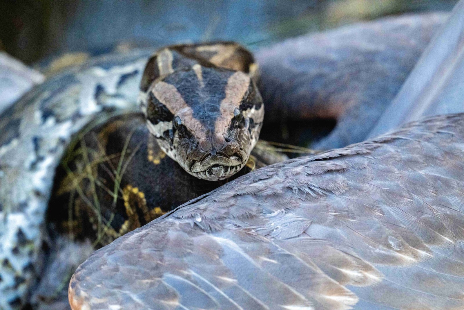 The Disappearing Wildlife (image credits: wikimedia)