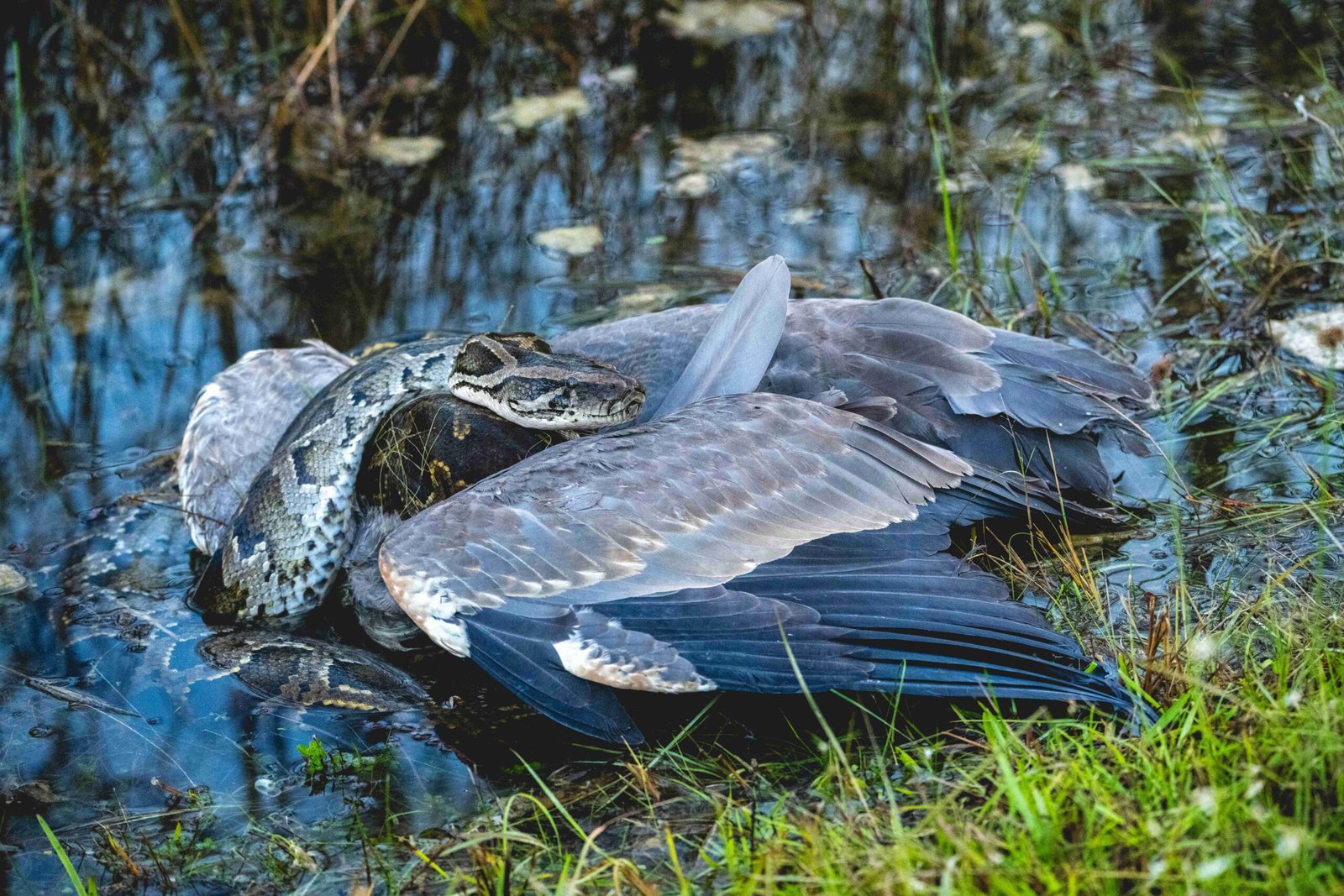 Innovative Solutions and Surprising Allies (image credits: wikimedia)