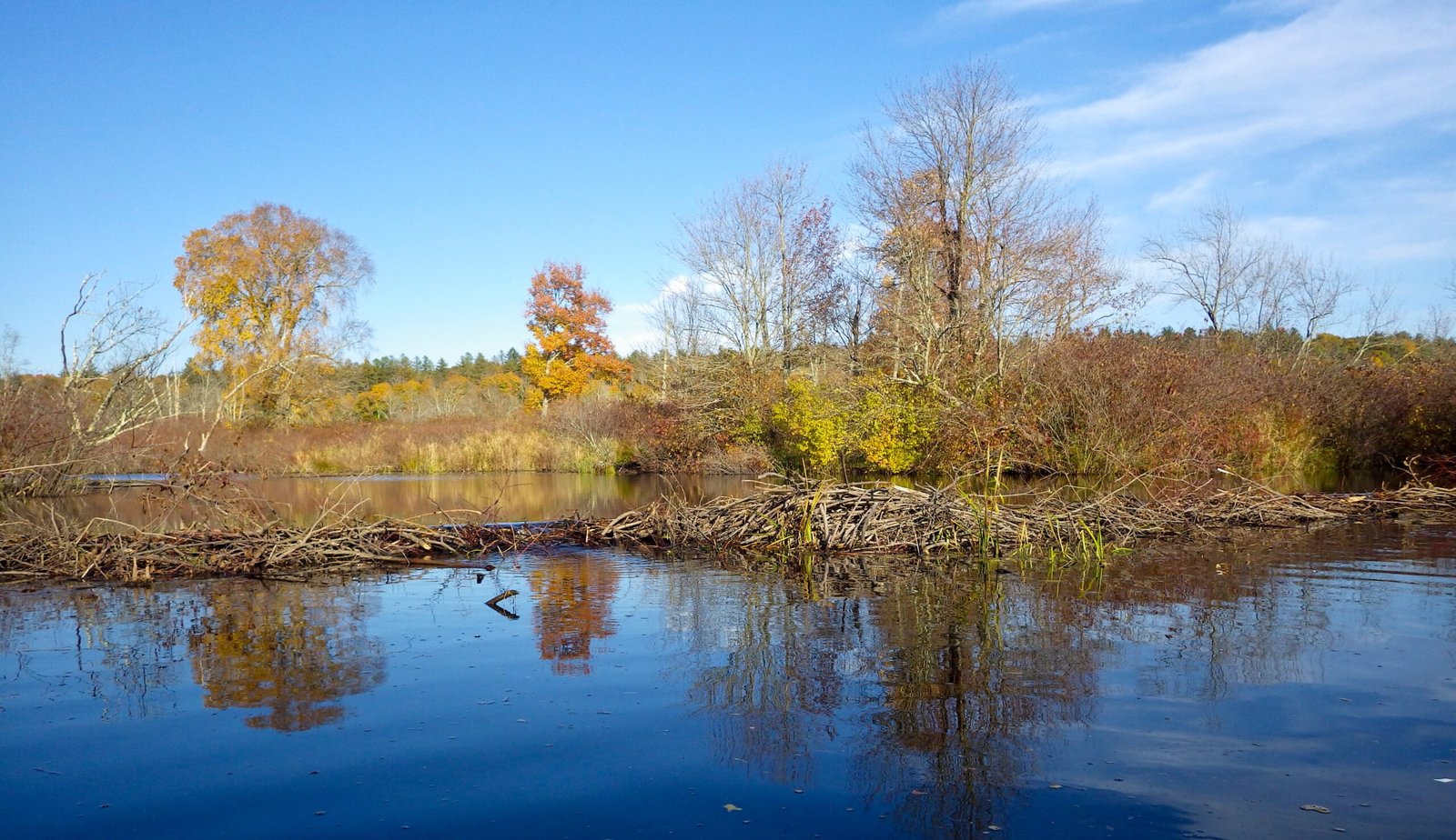 How Beavers Change Waterways (image credits: wikimedia)