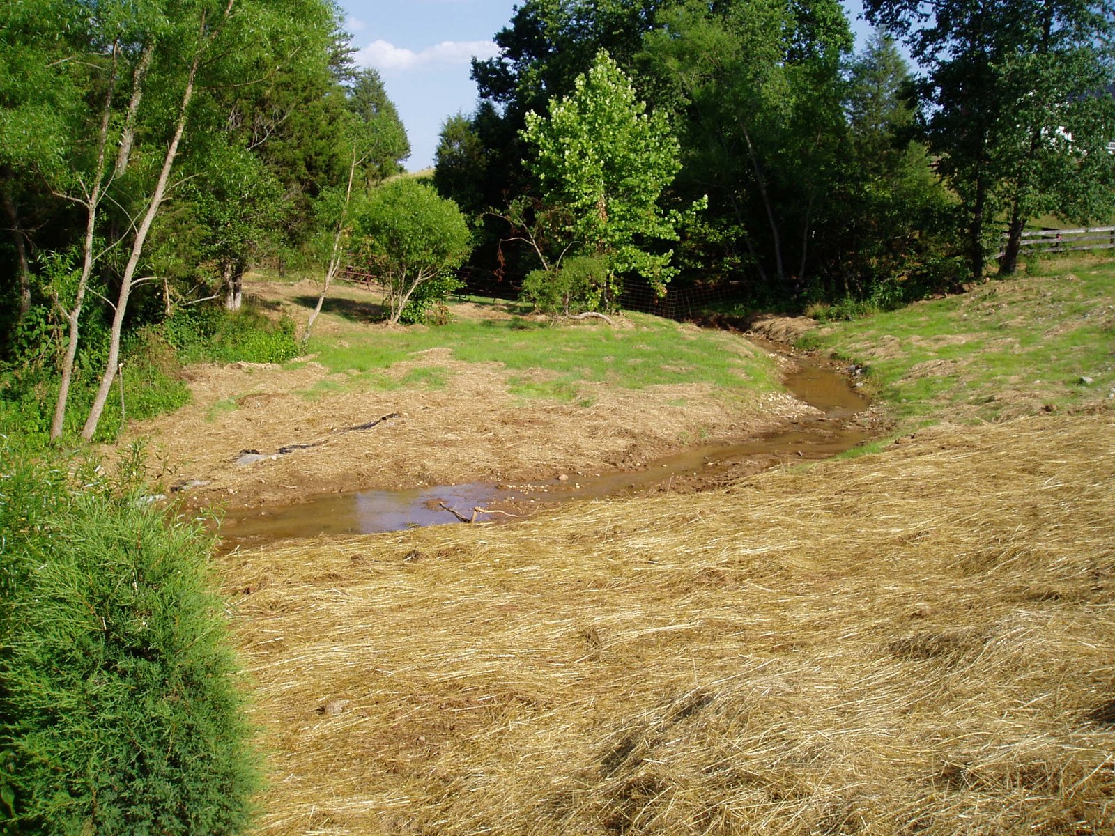 Beaver Comebacks and Conservation (image credits: wikimedia)