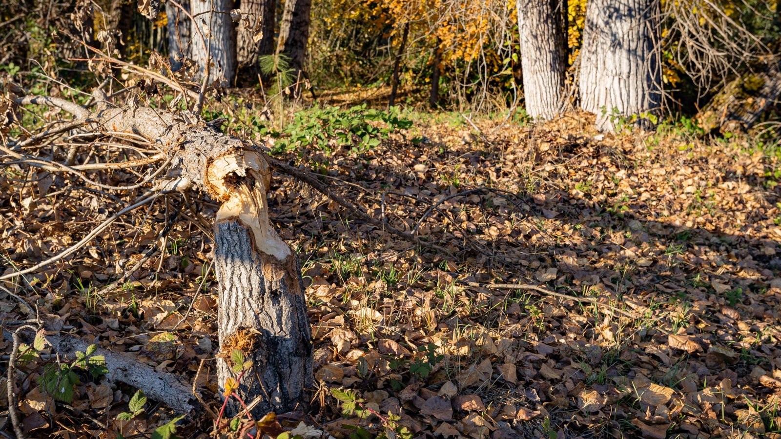 Beavers as Climate Allies (image credits: wikimedia)