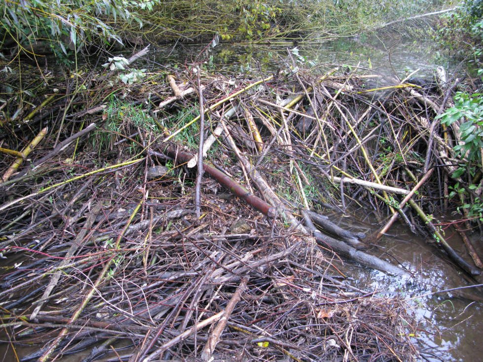 The Ingenious Beavers: Nature’s Architects (image credits: wikimedia)