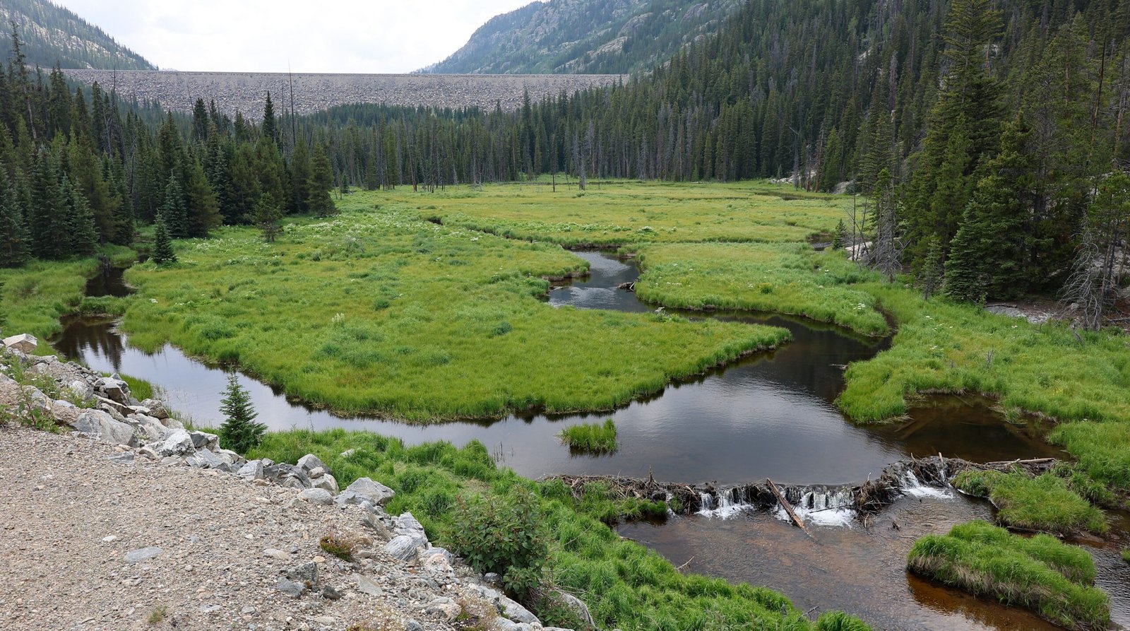 Wetlands: Carbon Sinks with a Purpose (image credits: wikimedia)