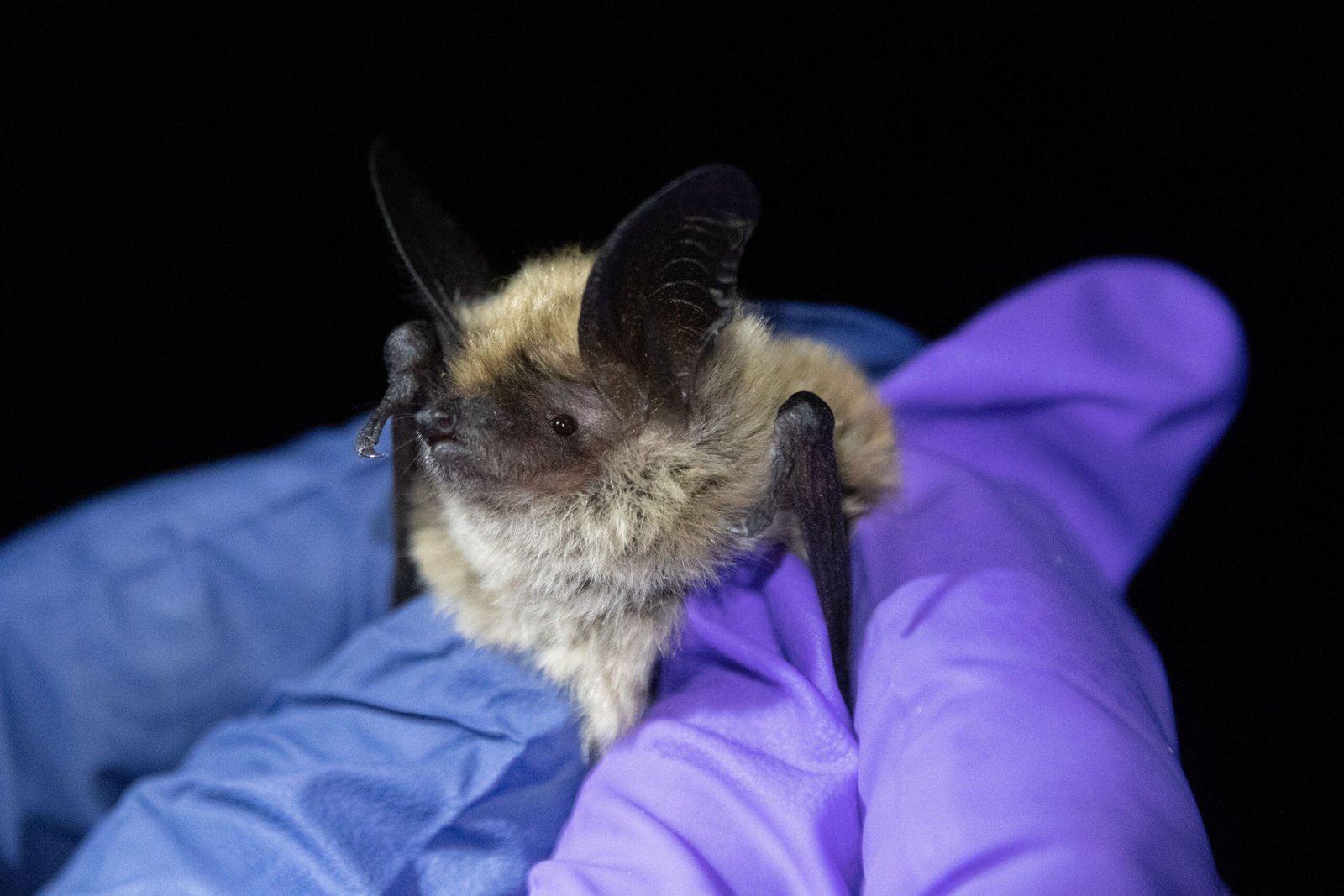 Bats: The Nighttime Pest Patrol (image credits: wikimedia)