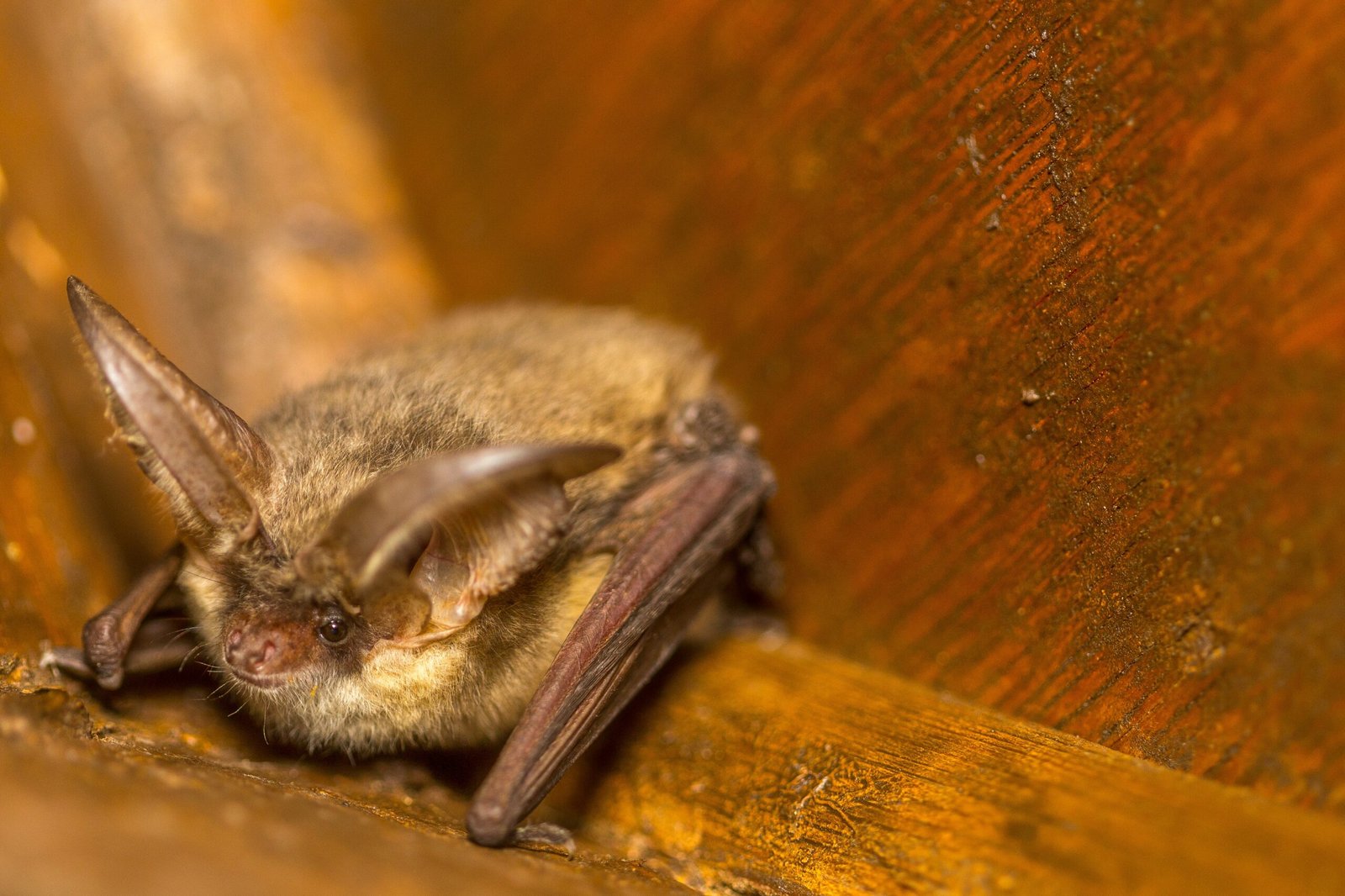 Bat Guano: Nature’s Fertilizer for Growth (image credits: wikimedia)