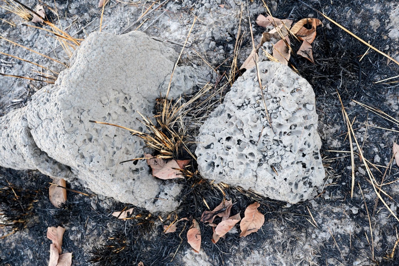 Termites: Masters of Soil Engineering (image credits: wikimedia)