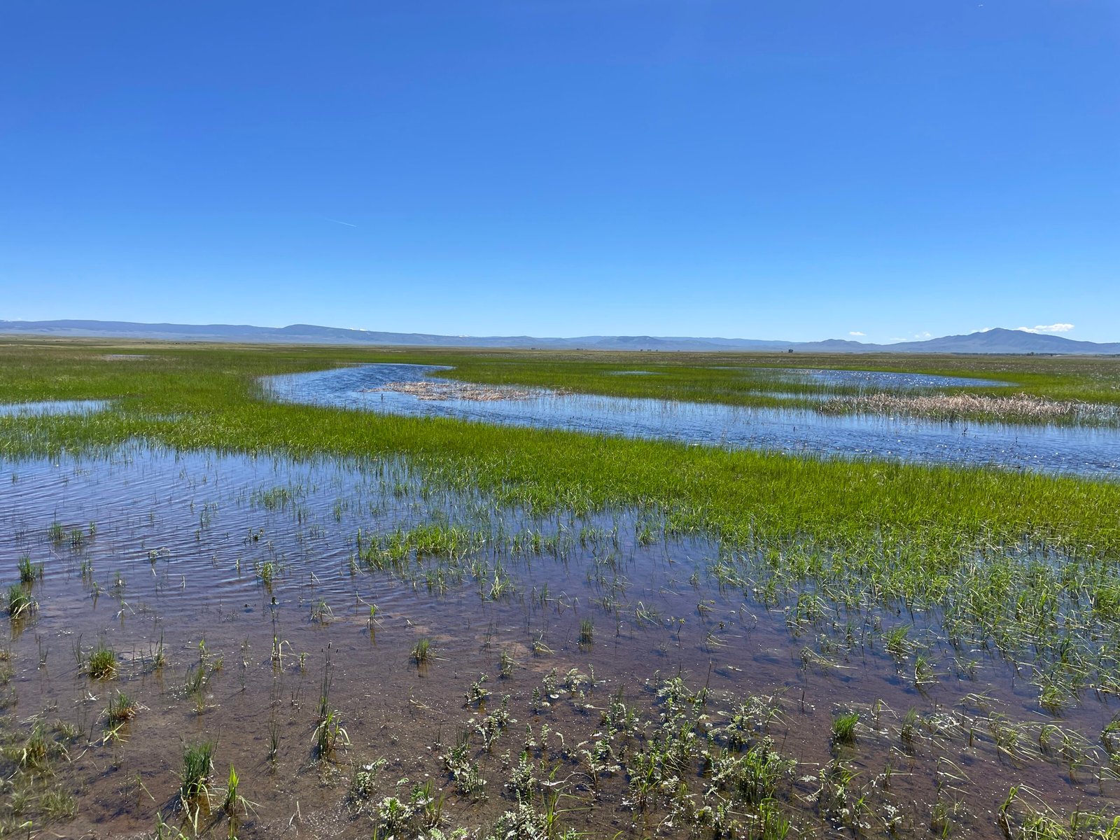 Human Actions: Supporting Nature’s Climate Allies (image credits: wikimedia)
