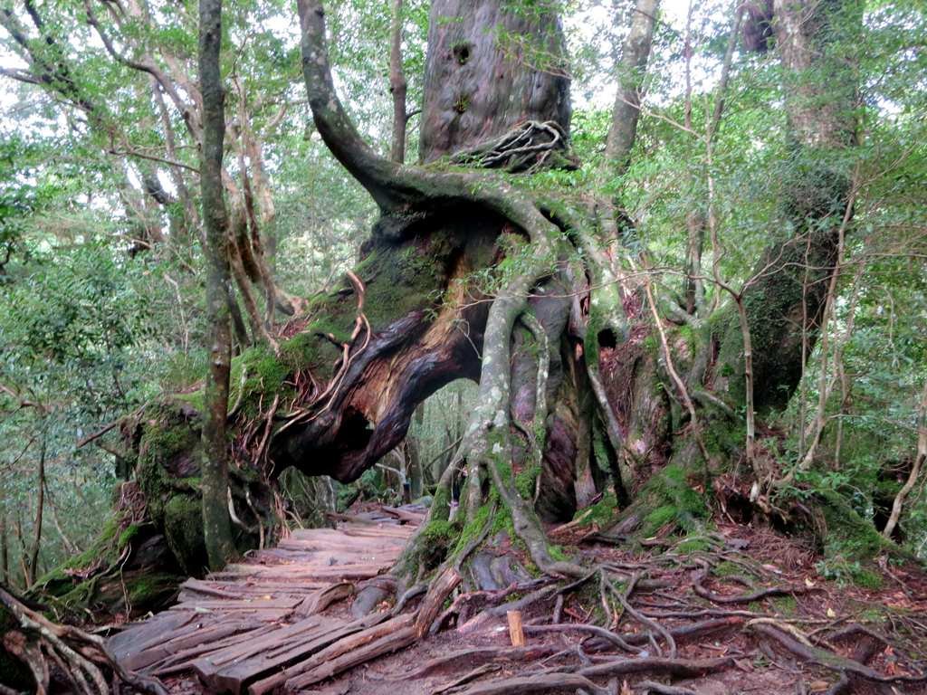 Jōmon Sugi: Japan’s Ancient Cedar on Yakushima Island (image credits: wikimedia)