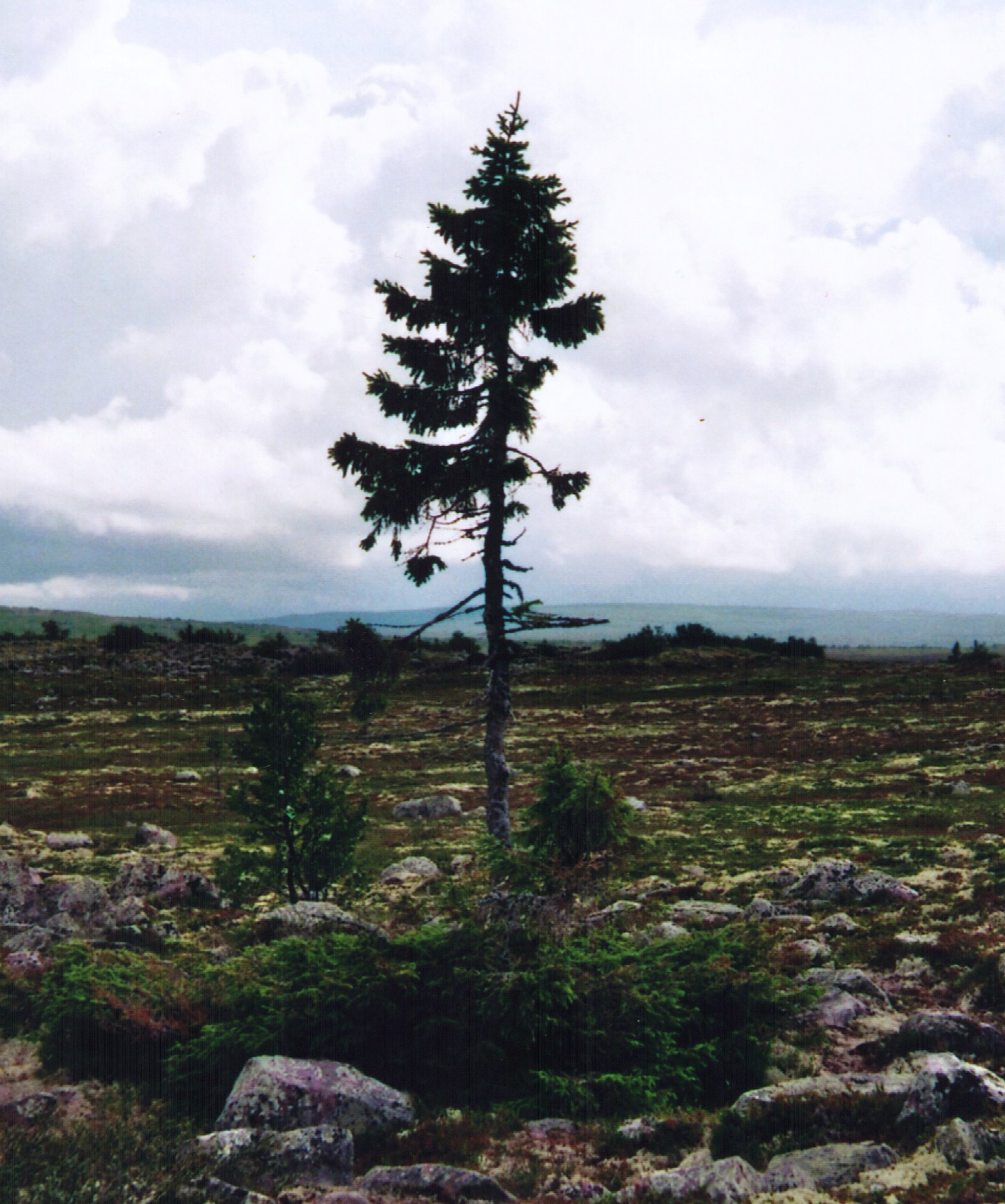 Old Tjikko: The World’s Oldest Clonal Tree (image credits: wikimedia)