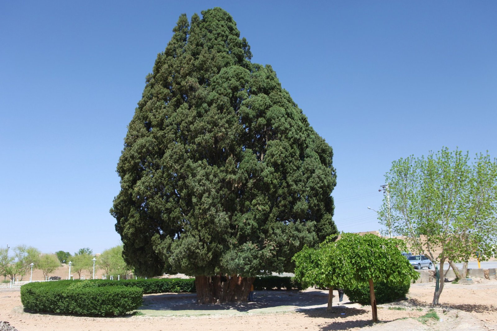The Sarv-e Abarqu: Iran’s Immortal Cypress (image credits: wikimedia)