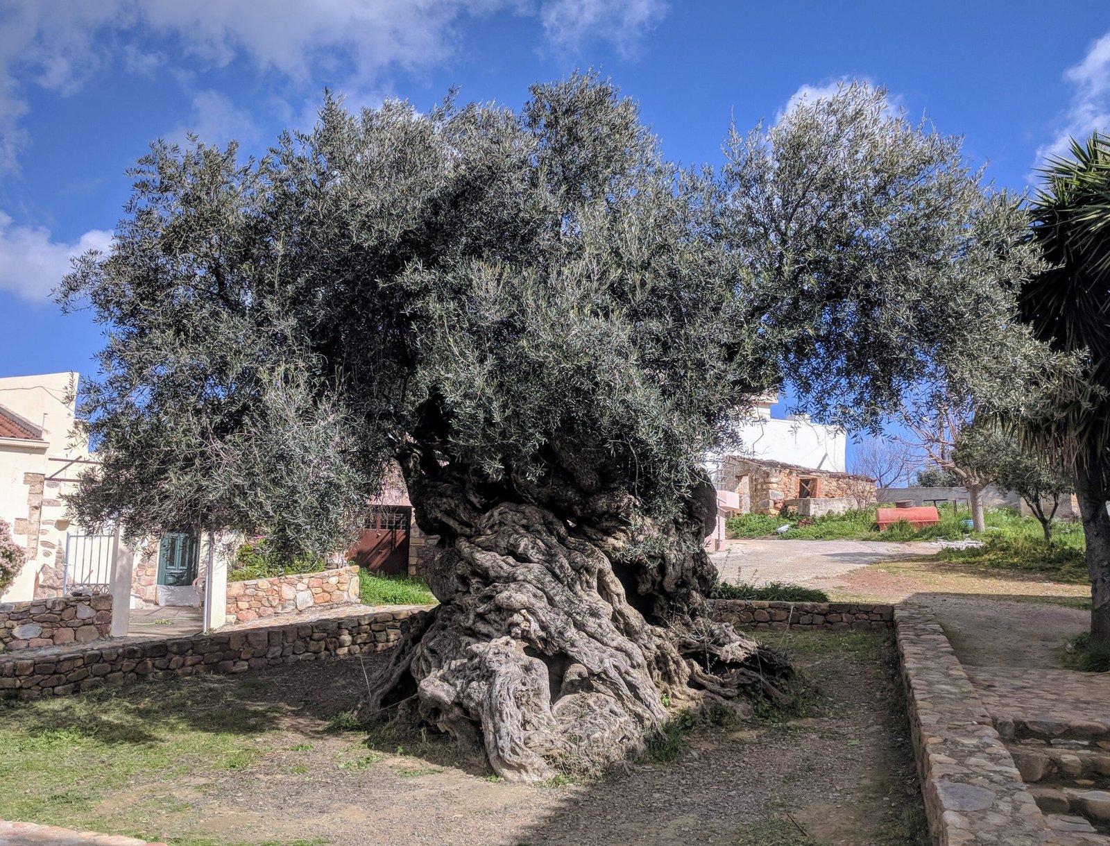 The Olive Tree of Vouves: An Ancient Greek Survivor (image credits: wikimedia)