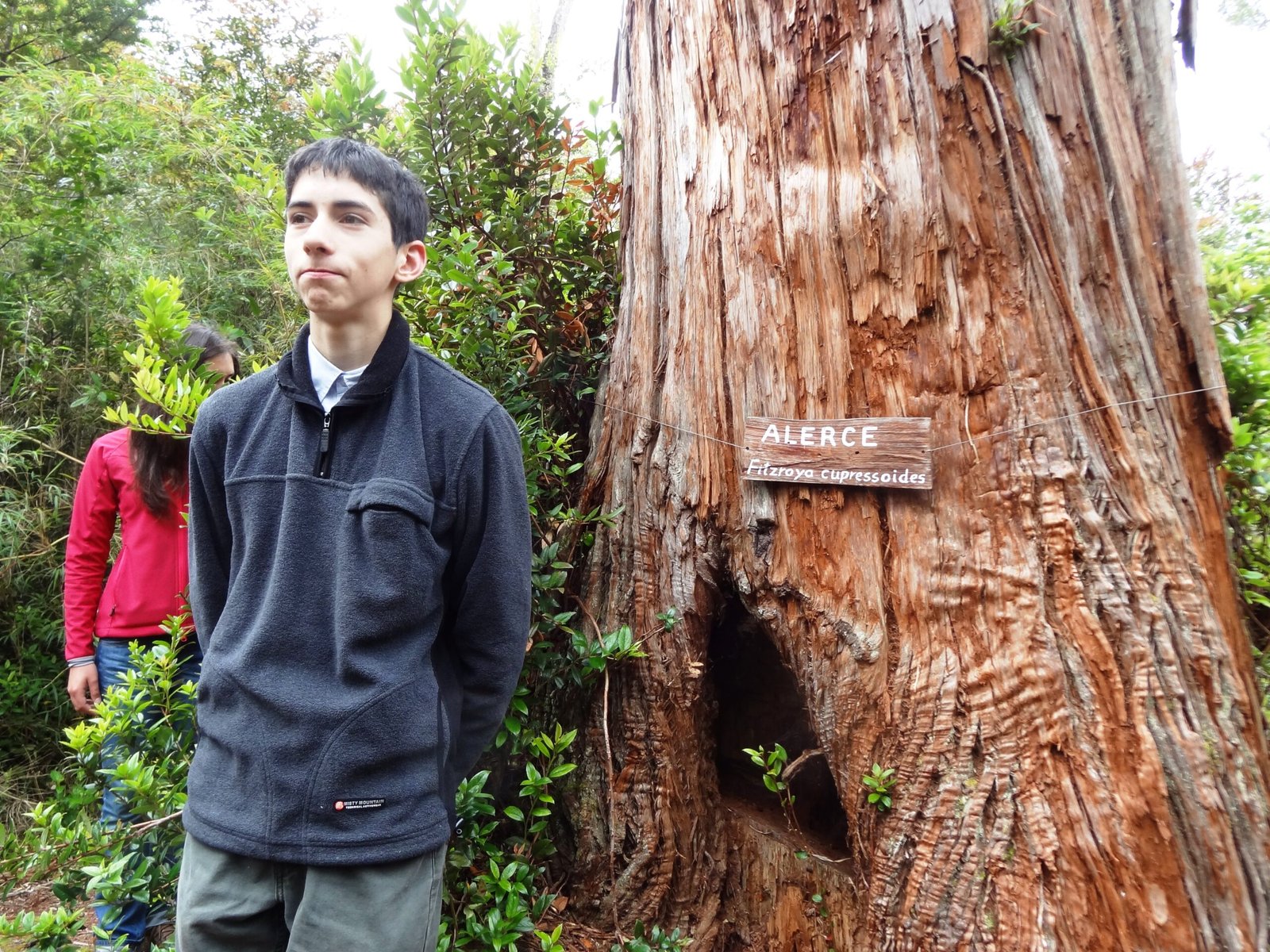 Patagonian Cypress: The Long-Lived Fitzroya of South America (image credits: wikimedia)