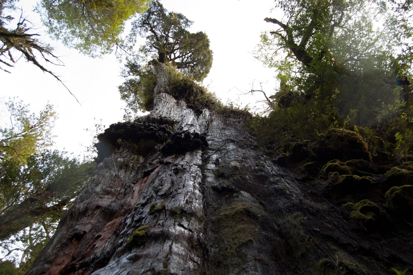 Gran Abuelo: The Ancient Grandfather of the Andes (image credits: wikimedia)